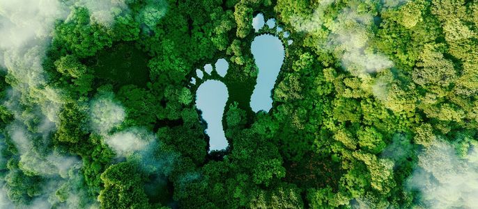 Ein dichter Wald mit zwei Fußabdrücken, die den Einfluss des Menschen auf die Natur symbolisieren.