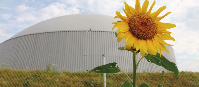 Eine leuchtende Sonnenblume in voller Blüte, die sich vor einem großen, weißen, kuppelförmigen Gebäude erhebt.