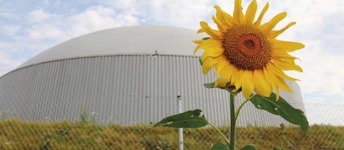 Eine leuchtende Sonnenblume in voller Blüte, die sich vor einem großen, weißen, kuppelförmigen Gebäude erhebt.