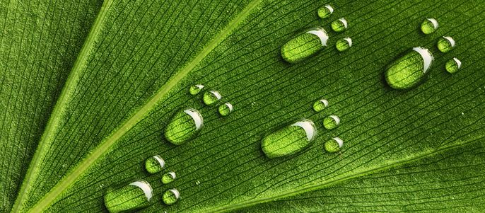 Ein Blatt mit Pfoten geformten Tropfen.